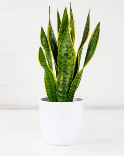 70cm Snake Plant Sansevieria Trifasciata Mother-in-laws Tongue