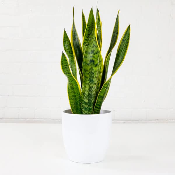 70cm Snake Plant Sansevieria Trifasciata Mother-in-laws Tongue