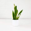 50cm Snake Plant Sansevieria Trifasciata Mother-in-laws Tongue