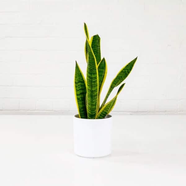 50cm Snake Plant Sansevieria Trifasciata Mother-in-laws Tongue