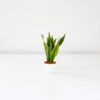 snake plant sansevieria small uk