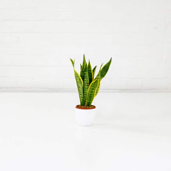 snake plant sansevieria small uk