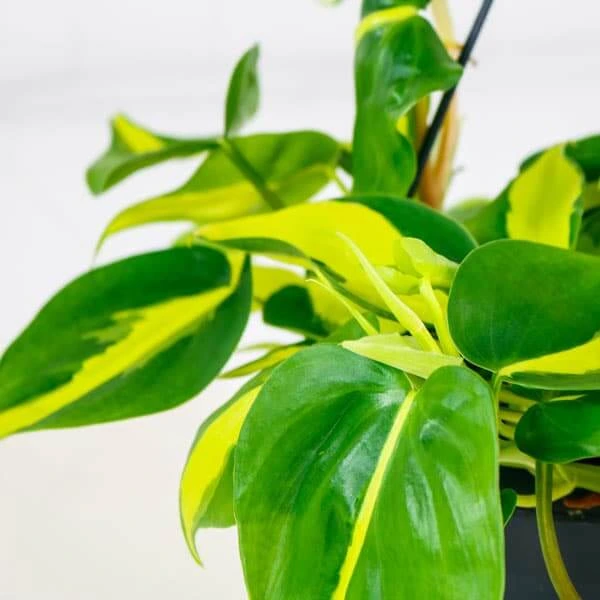 Heartleaf-Philodendron-brazil-2