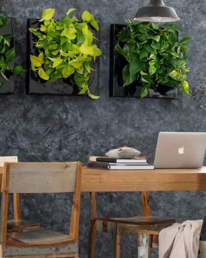 living picture frame green plant wall