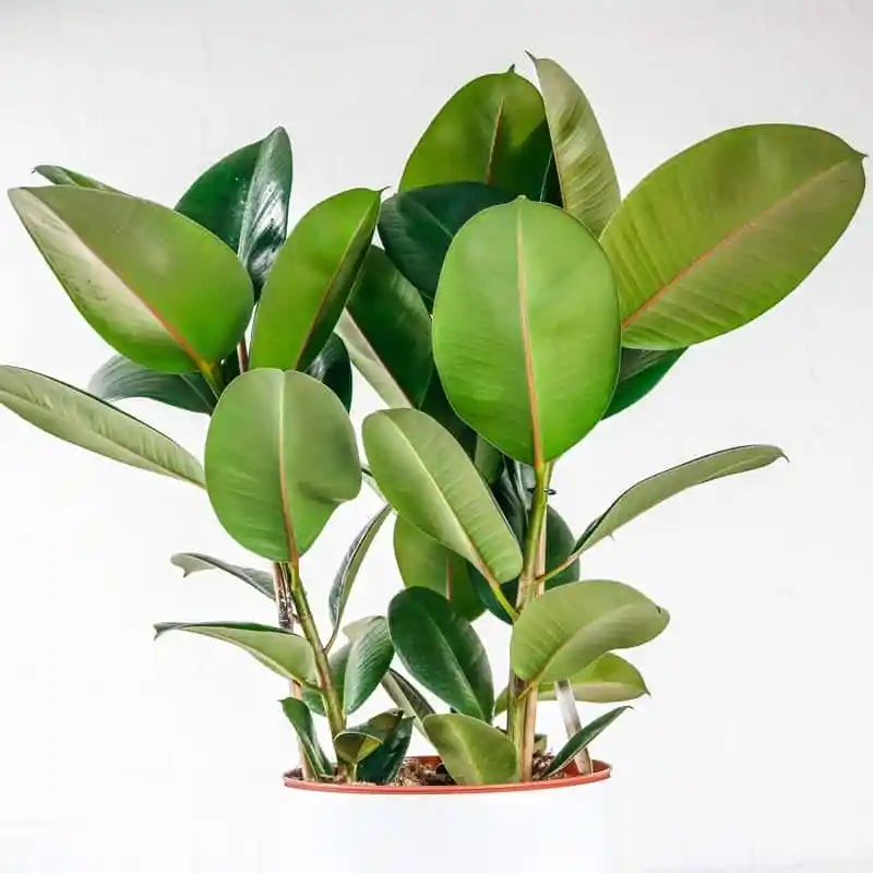 Rubber Plant large 3