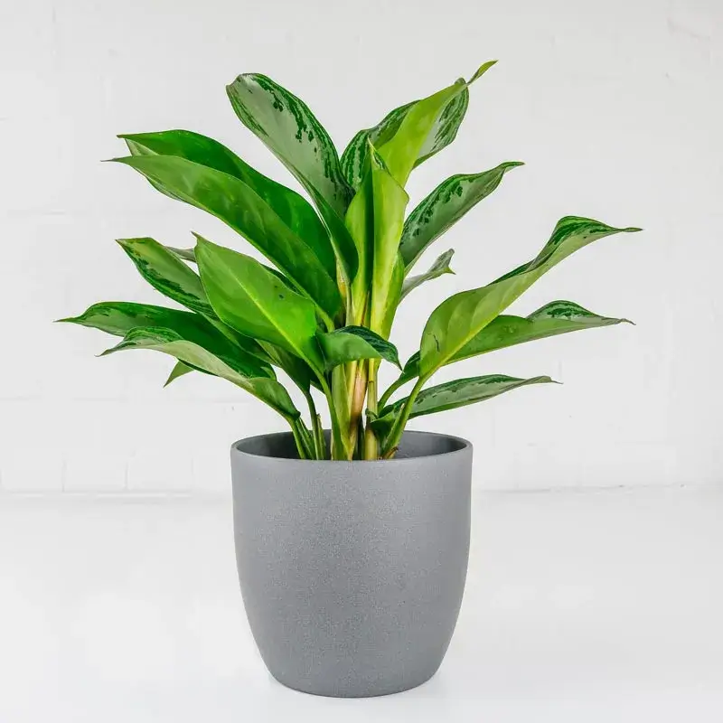 chinese-evergreen-1