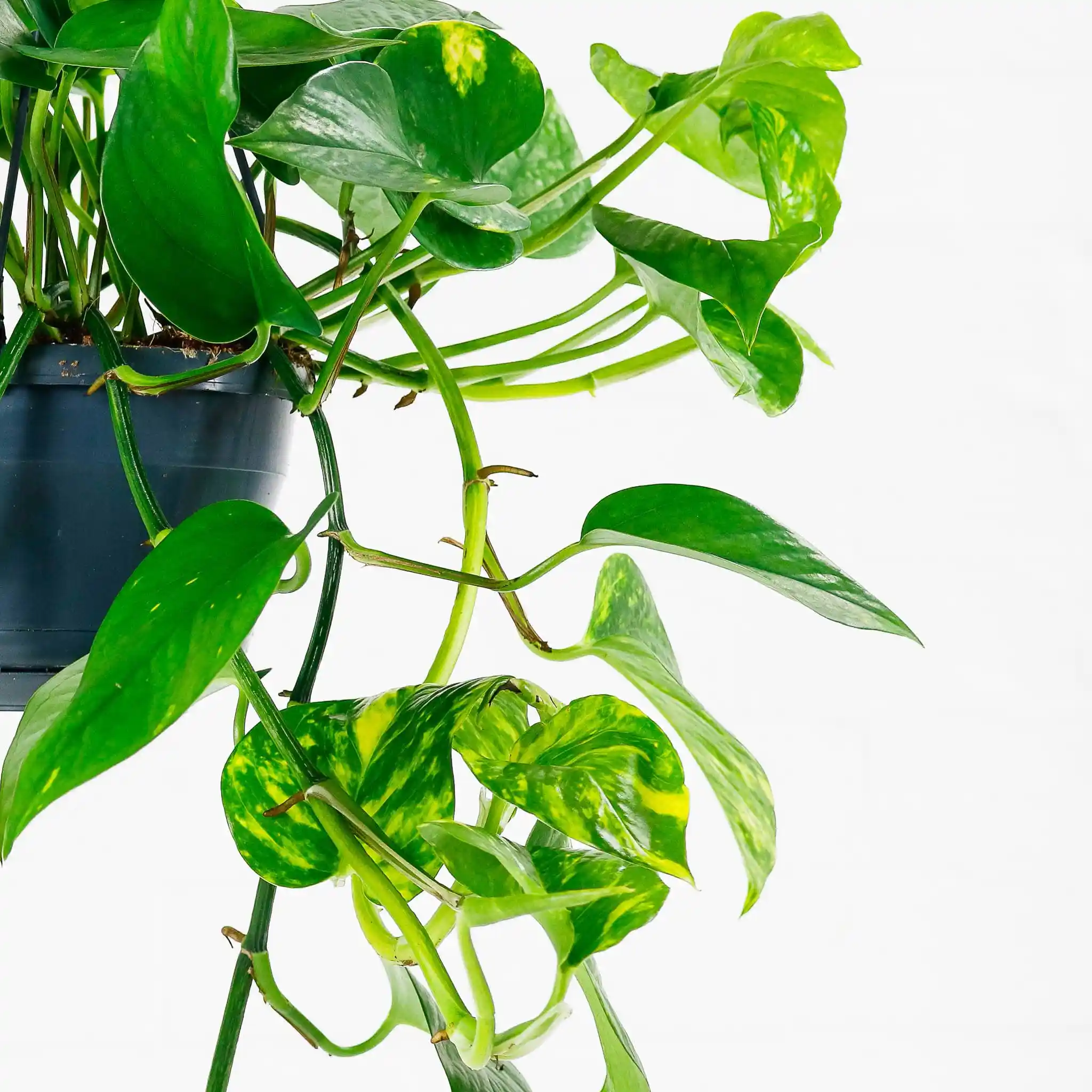plant like shade