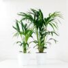 kentia palm howea forsteriana 1