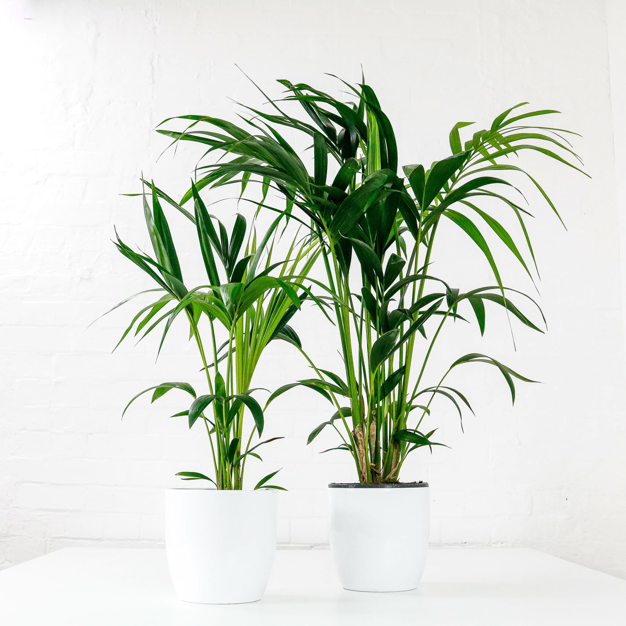kentia palm howea forsteriana 1