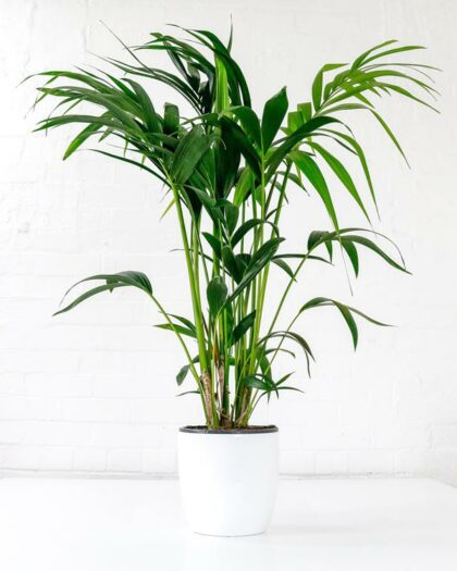 kentia palm howea forsteriana