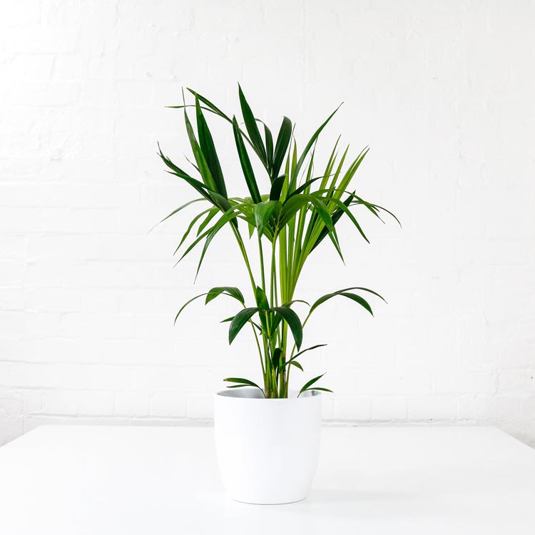 kentia palm howea forsteriana