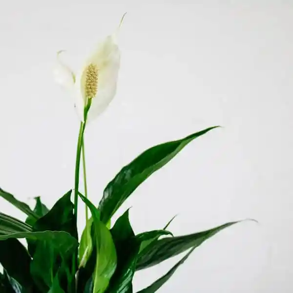 peace-lily-5