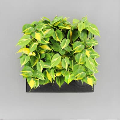 Heartleaf Philodendron Brasil