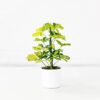 umbrella plant schefflera small
