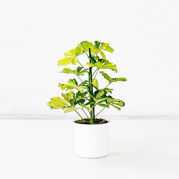 umbrella plant schefflera small