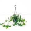 satin pothos Scindapsus pictus hanging plant basket trailing Satin Pothos Scindapsus pictus Hanging plant