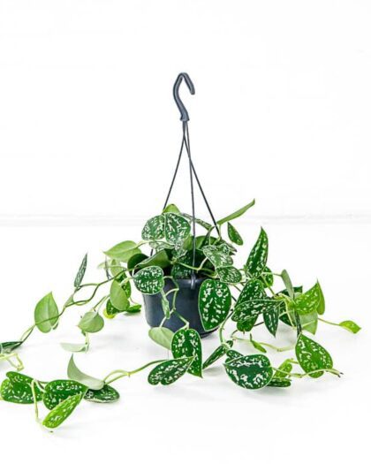 Satin Pothos Scindapsus pictus Hanging plant