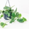 satin pothos Scindapsus pictus hanging basket satin pothos Scindapsus pictus hanging plant basket