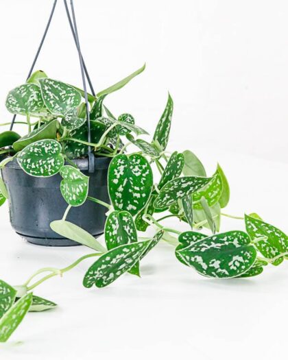 satin pothos Scindapsus pictus hanging plant basket