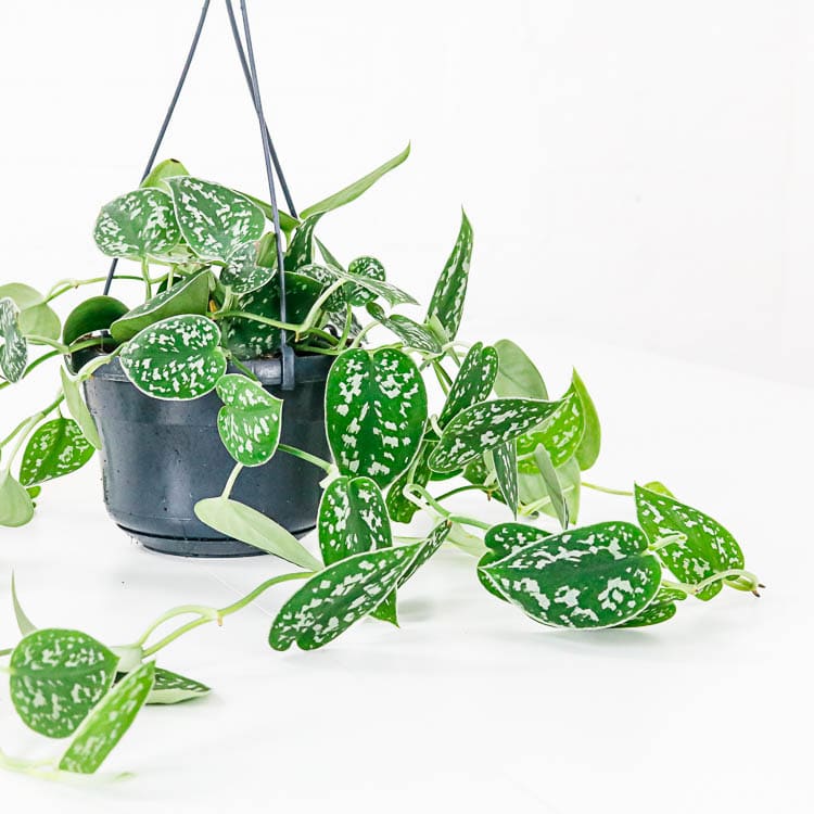 satin pothos Scindapsus pictus hanging basket satin pothos Scindapsus pictus hanging plant basket