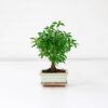 serissa snow rose bonsai tree