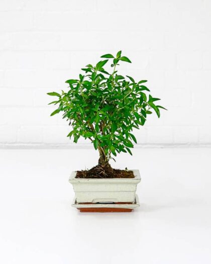 serissa snow rose bonsai tree