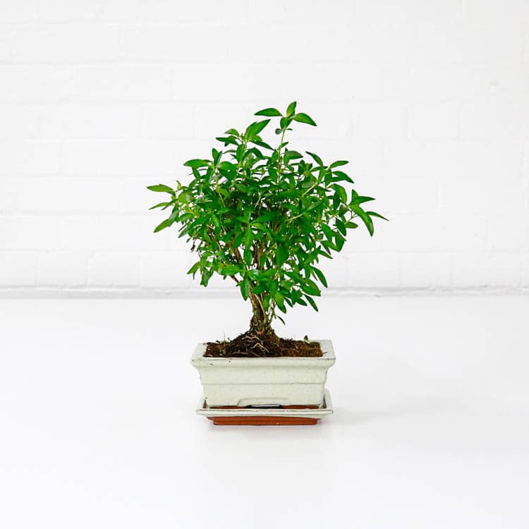 serissa snow rose bonsai tree