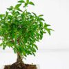 serissa snow rose bonsai 2