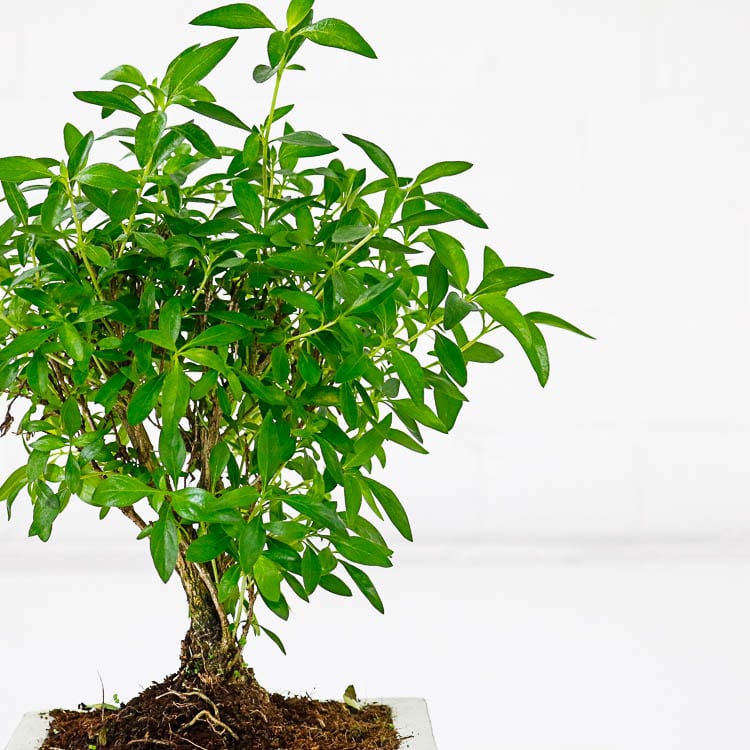 serissa snow rose bonsai 2