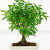 serissa snow rose bonsai 3