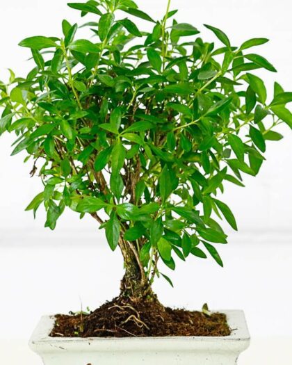 serissa snow rose bonsai 3