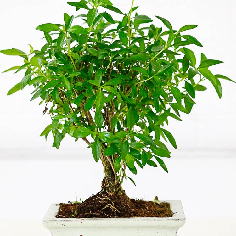 serissa snow rose bonsai 3