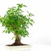 serissa snow rose bonsai 4