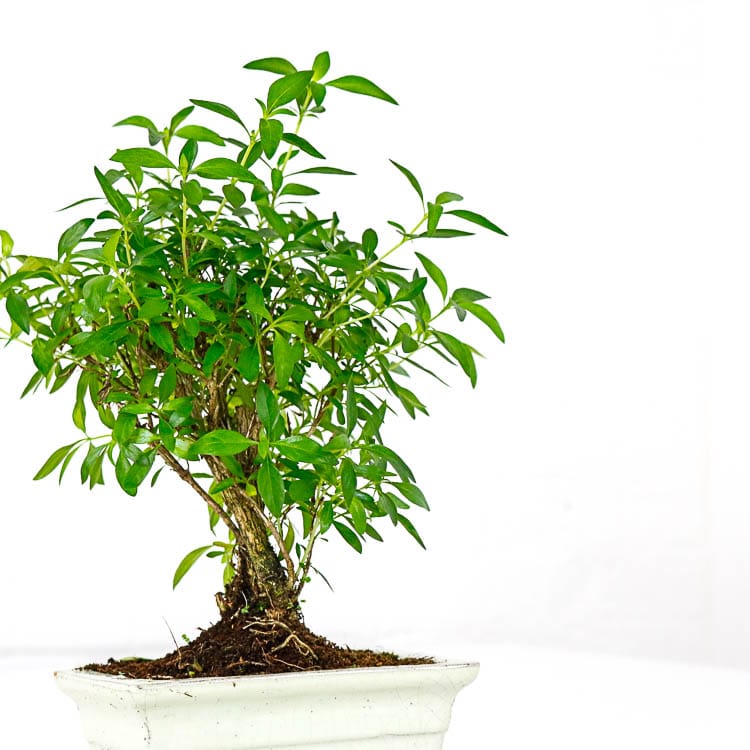 serissa snow rose bonsai 4