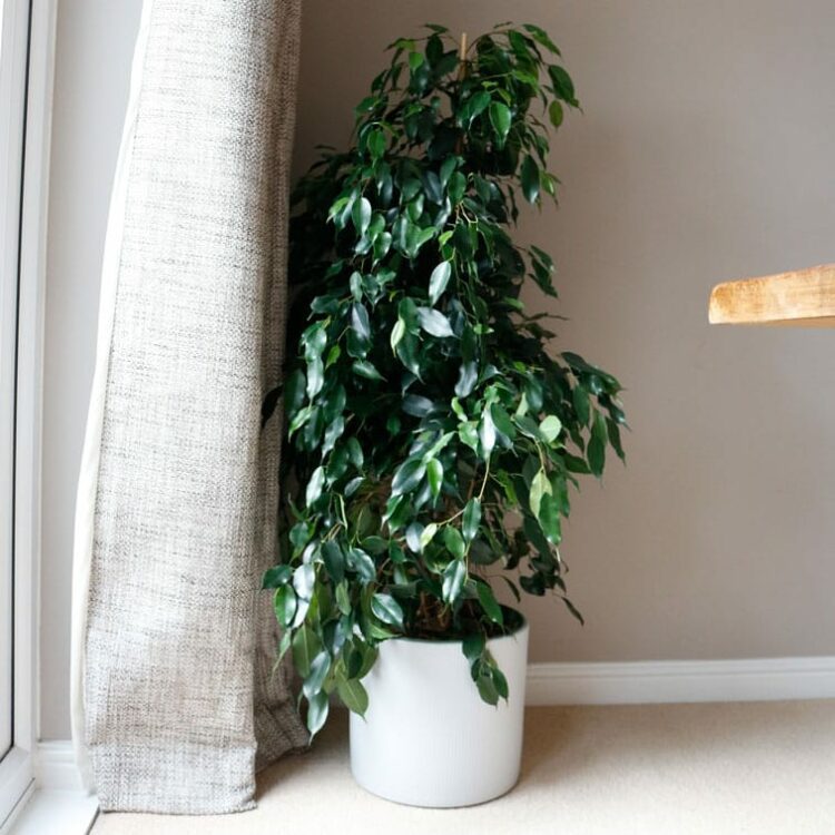 weeping fig danielle ficus benjamina