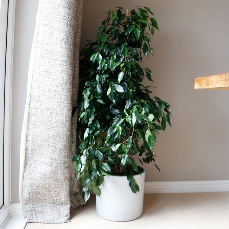 weeping fig danielle ficus benjamina 1 weeping fig danielle ficus benjamina