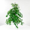 weeping fig danielle ficus benjamina