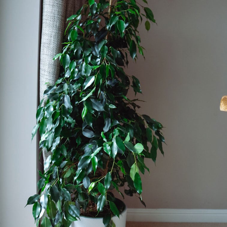 weeping fig danielle ficus benjamina 2 weeping fig danielle ficus benjamina