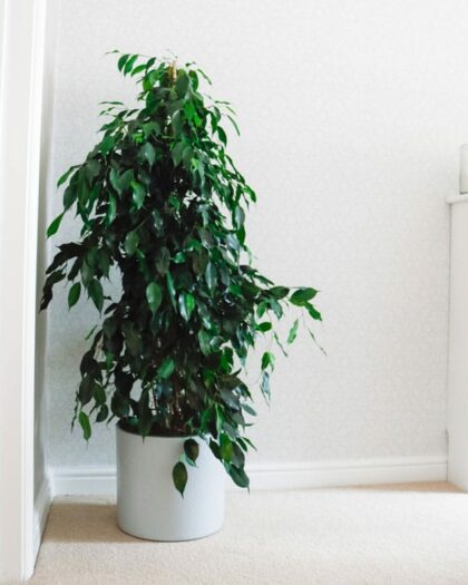 weeping fig danielle ficus benjamina dark leaves uk