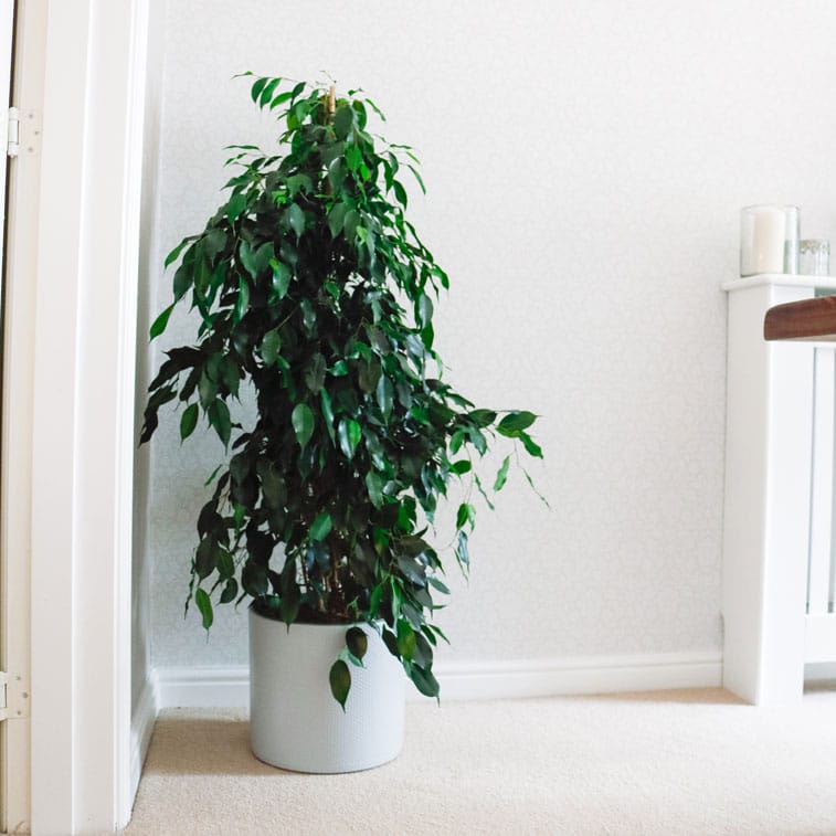 weeping fig danielle ficus benjamina buy online uk weeping fig danielle ficus benjamina dark leaves uk