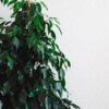 weeping fig danielle ficus benjamina