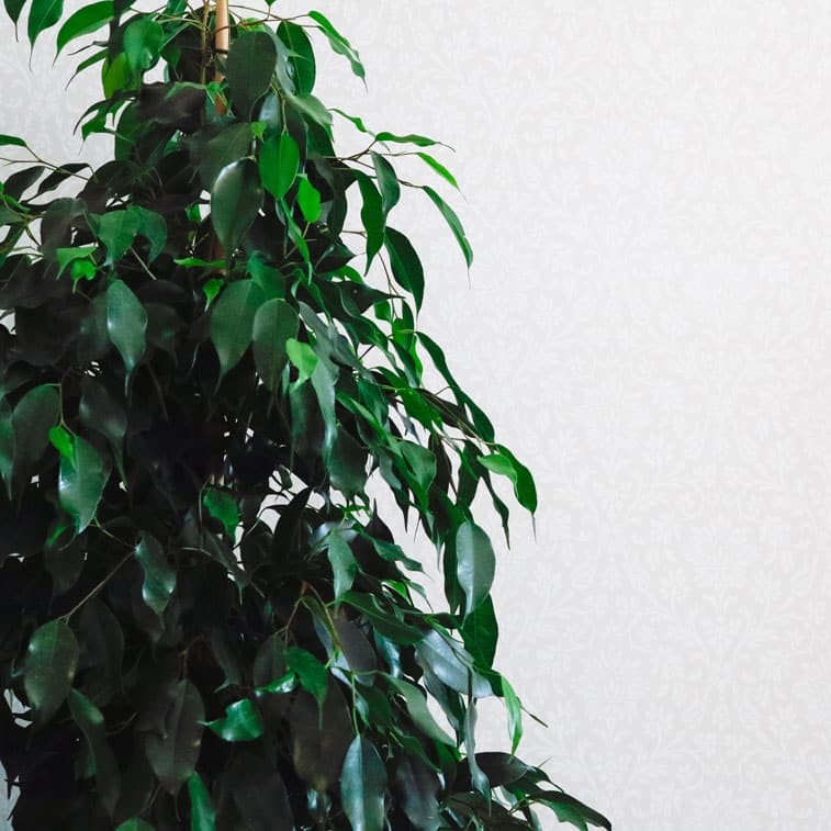 weeping fig danielle ficus benjamina 4 weeping fig danielle ficus benjamina