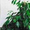 weeping fig danielle ficus benjamina