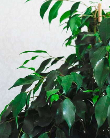 weeping fig danielle ficus benjamina