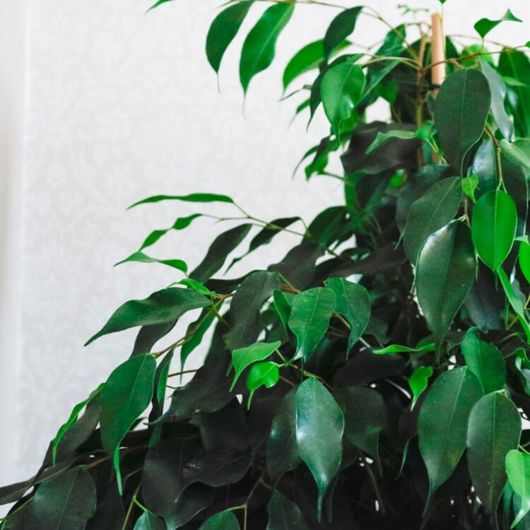 weeping fig danielle ficus benjamina