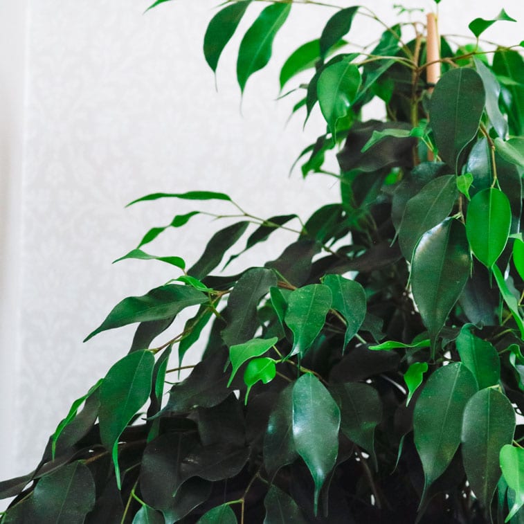 weeping fig danielle ficus benjamina 5 weeping fig danielle ficus benjamina