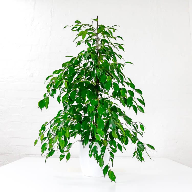 weeping fig danielle ficus benjamina