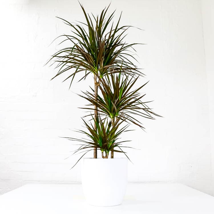 dragon tree plant dracaena marginata large