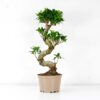 ficus ginseng microcarpa extra large s-shape