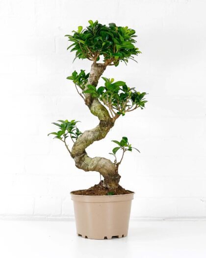 ficus ginseng microcarpa extra large s-shape